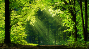 Low Carbon